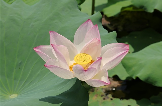 卖水果吸引人的文案(推荐62句)