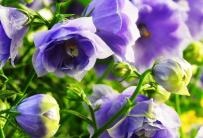 ​崩坏3角色名字大全(优选109个)