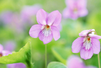 ​小清新简单的微博名字(94个)