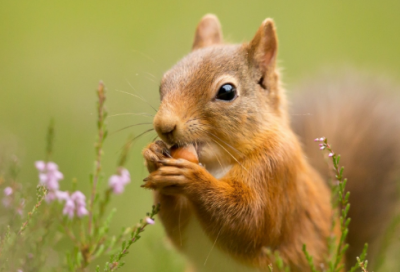 ​比较旺的店铺名字顺利786个