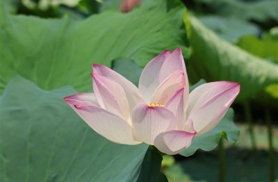 ​cf六字游戏名字诗意古风(优选506个)