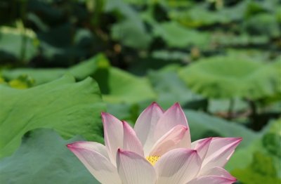 ​剑灵好听的游戏名字(623个)