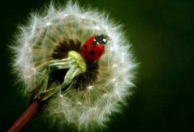​带属相的网名大全女